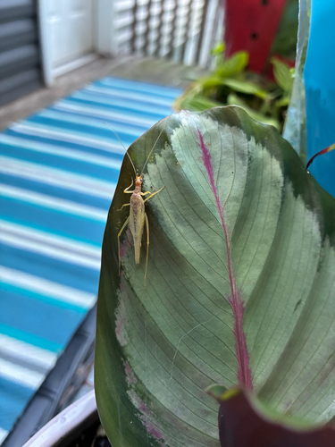 Two-spotted Tree Cricket