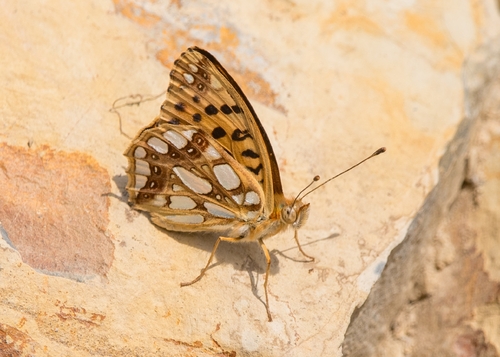 Queen of Spain Fritillary