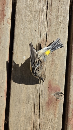 Yellow-rumped Warbler