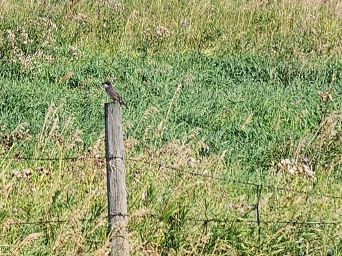 Eastern Kingbird
