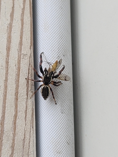 Bronze Jumping Spider
