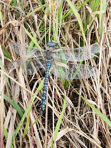 Variable Darner