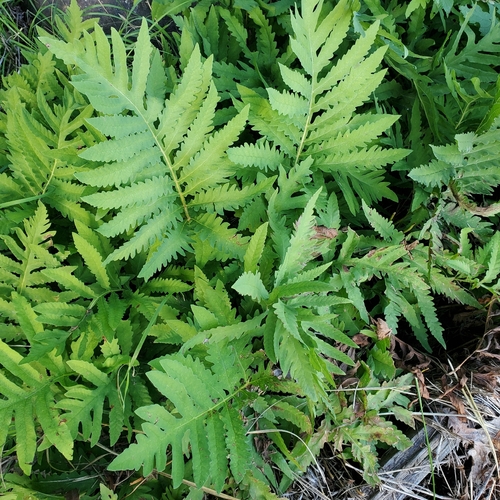 sensitive fern