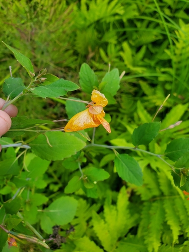 common jewelweed