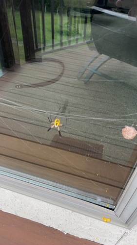 Yellow Garden Spider