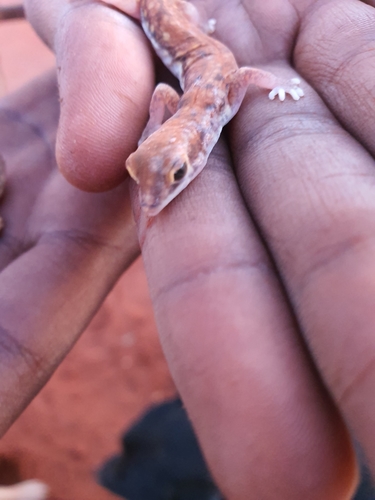 Western Beaked Gecko