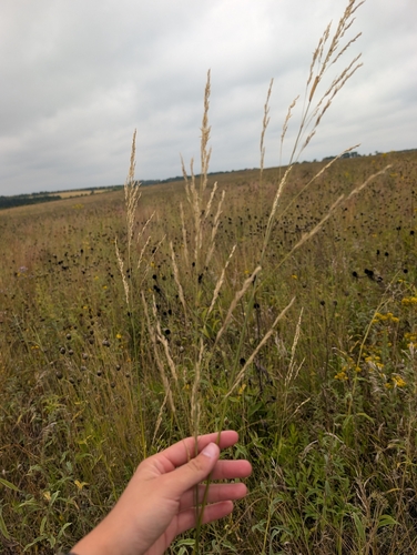 Sand Reedgrass