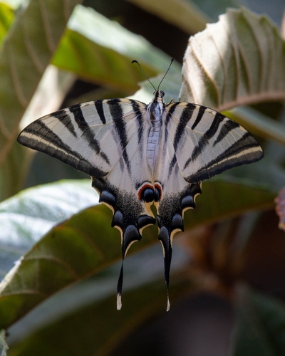 Iberian Scarce Swallowtail