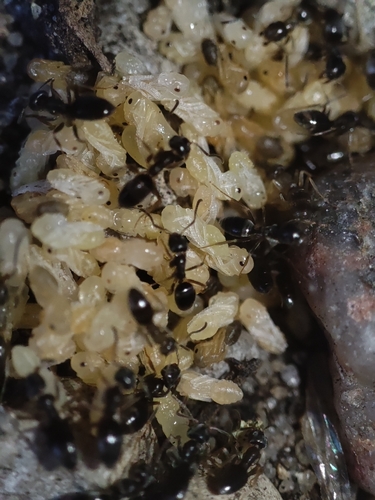 Odorous House Ant