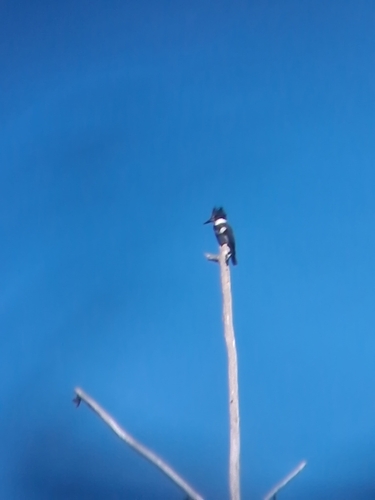 Belted Kingfisher