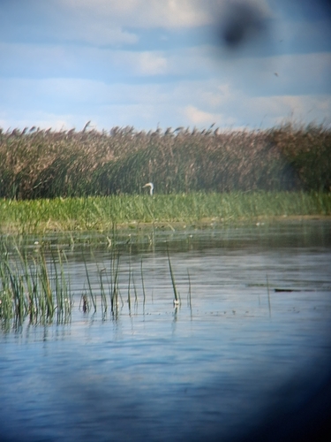 Great Egret
