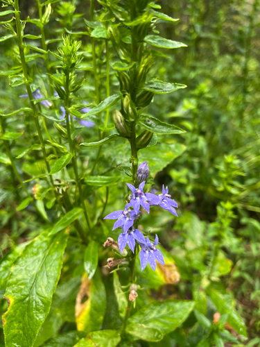 great blue lobelia