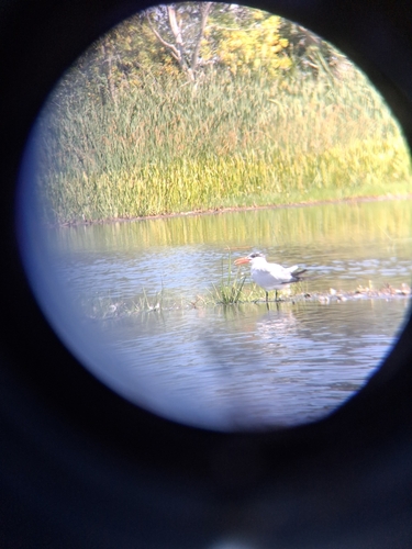 Caspian Tern