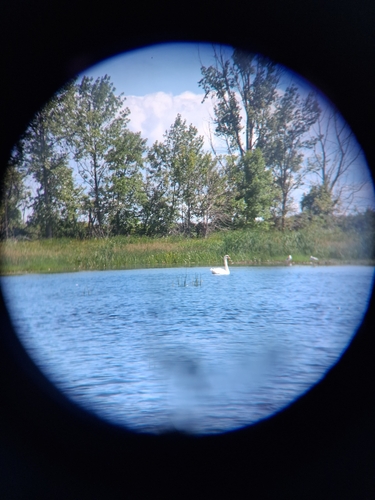 Mute Swan