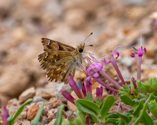 False Mallow Skipper