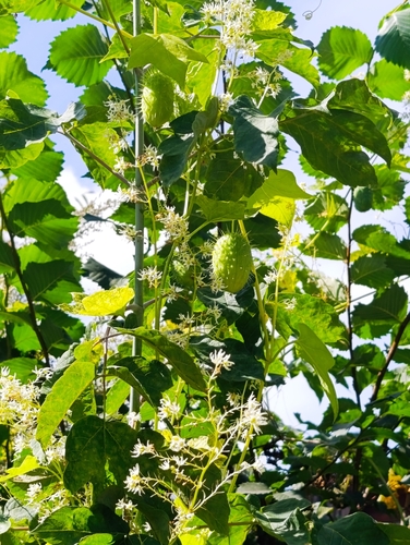 prickly cucumber