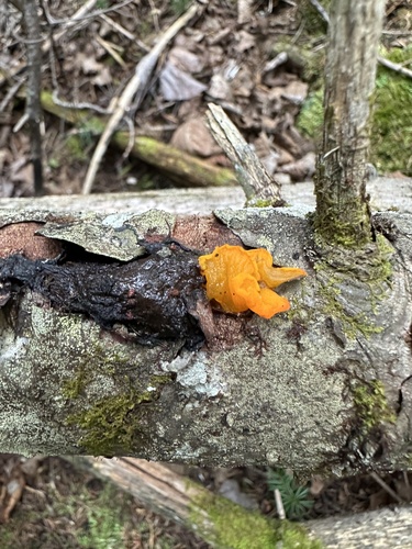 Orange Jelly Spot