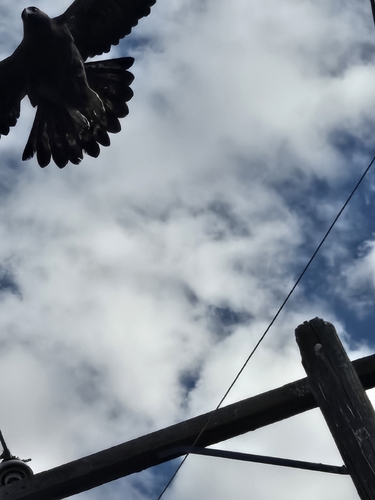 Golden Eagle
