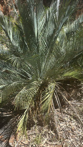 MacDonnell Ranges Cycad