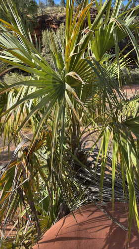 Red Cabbage Palm
