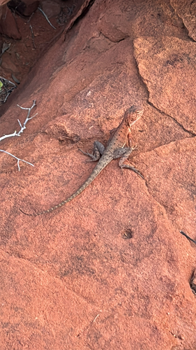 Slater's Ring-tailed Dragon