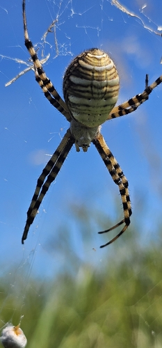 Banded Garden Spider