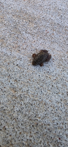 Western Narrow-mouthed Toad