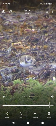 Semipalmated Plover
