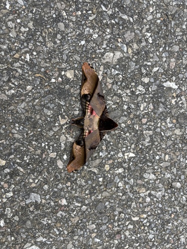 mango hawkmoth
