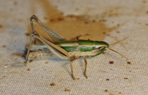 Obscure grasshopper