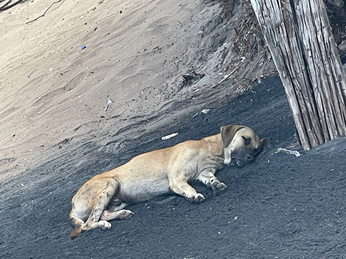 Domestic Dog