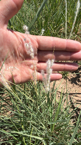 Arizona cottontop
