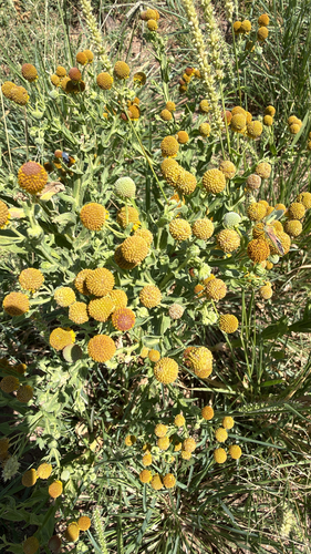 Smallhead Sneezeweed