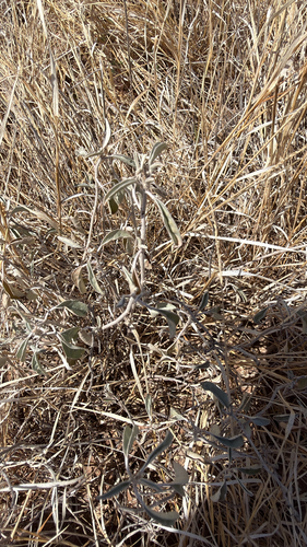 grassland croton