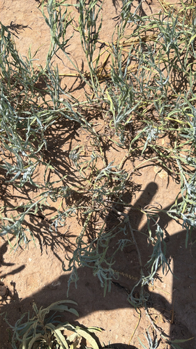 Texas blueweed