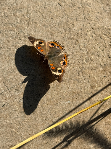 Common Buckeye