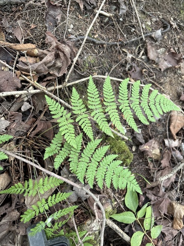 intermediate wood fern