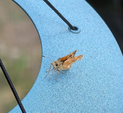Woodland Skipper