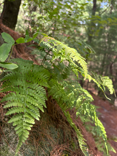 intermediate wood fern