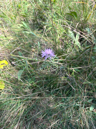 spotted knapweed