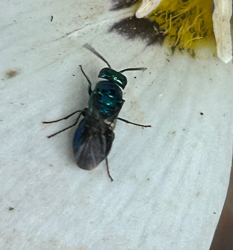 iNaturalist observation photo of Elampini