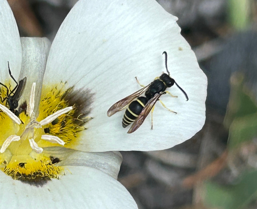 iNaturalist observation photo of Potter and Mason Wasps