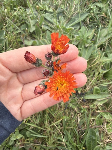 orange hawkweed