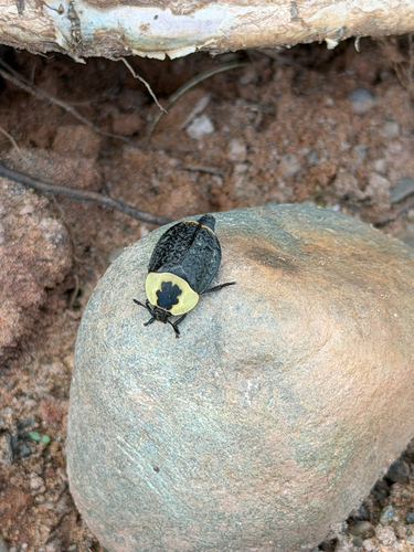 American Carrion Beetle