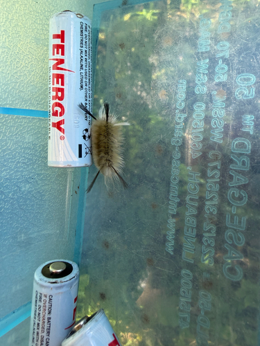 Banded Tussock Moth
