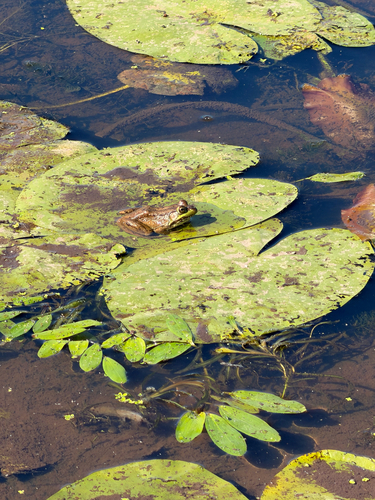 Green Frog