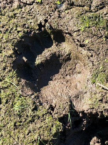 American Black Bear