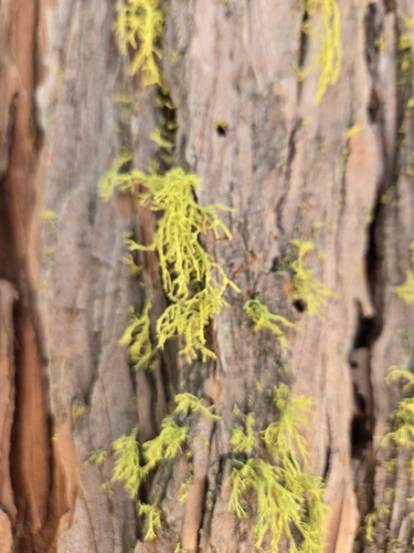 iNaturalist observation photo of Wolf Lichens