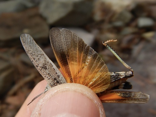 Speckle-winged Rangeland Grasshopper