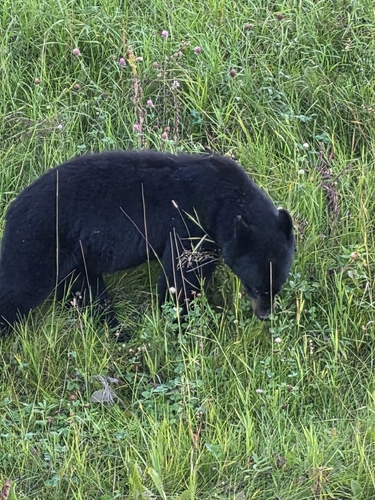 American Black Bear